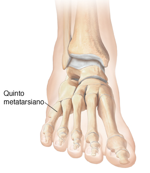 Vista delantera de los huesos del pie y el tobillo.