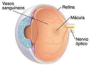 Vista de tres cuartos de corte transversal de un ojo donde se observa una anatomía normal.