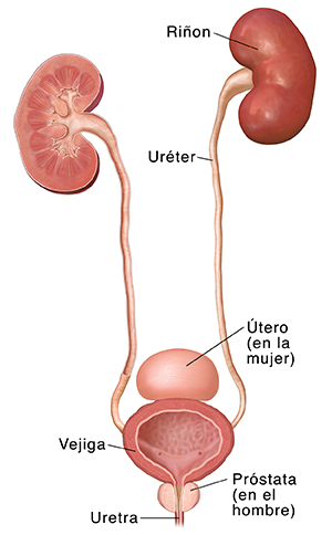 Sistema urinario donde pueden verse los riñones, los uréteres, la vejiga, la uretra, los ganglios linfáticos y la posición del útero y la próstata.