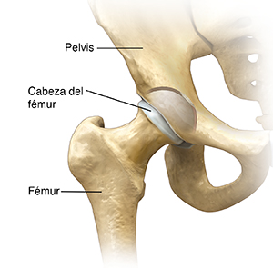 Vista frontal de la articulación de la cadera.