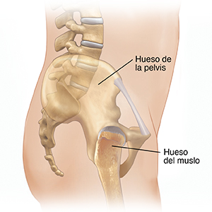 Vista lateral de un cuerpo de hombre donde pueden verse la cadera y la columna vertebral.