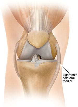 Vista frontal de rodilla donde puede verse el ligamento colateral medial.