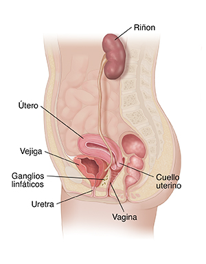 Corte transversal de una pelvis y abdomen de mujer donde se destaca el sistema urogenital.