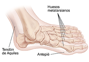 Vista superior del pie parcialmente girado hacia un costado donde se observan los huesos y el tendón de Aquiles.