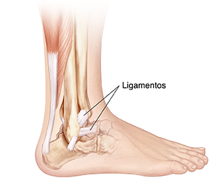 Vista lateral de los huesos de la parte inferior de la pierna y el pie donde pueden verse los ligamentos.