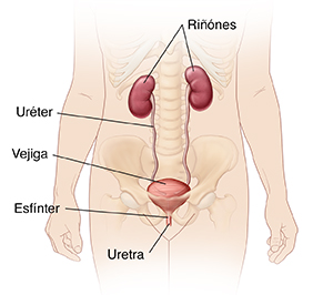 Vista frontal de contorno femenino donde pueden verse el sistema urinario.