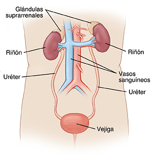 Vista delantera de un torso donde pueden verse los riñones, los uréteres, la vejiga y los principales vasos sanguíneos. Las glándulas suprarrenales se encuentran encima de los riñones.
