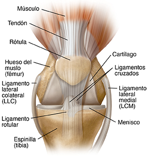 Vista frontal de una articulación de rodilla