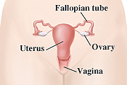 Aparato reproductor femenino que incluye trompa de Falopio, ovario, útero y vagina.